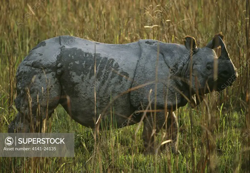 asian one-horned rhinoceros rhinoceros unicornis in grassland. royal chitwan national park nepal. endangered species. 