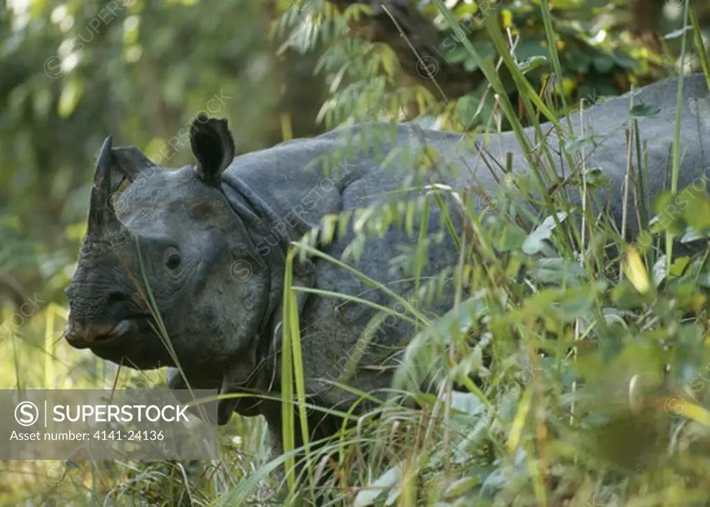 asian one-horned rhinoceros rhinoceros unicornis in sal forest. royal chitwan national park nepal. endangered species.