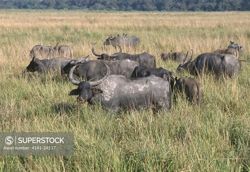 asian water buffalos grazing bubalus bubalis kaziranga national park assam india.
