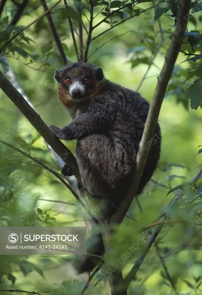 mongoose lemur eulemur mongoz dry deciduous forests madagascar