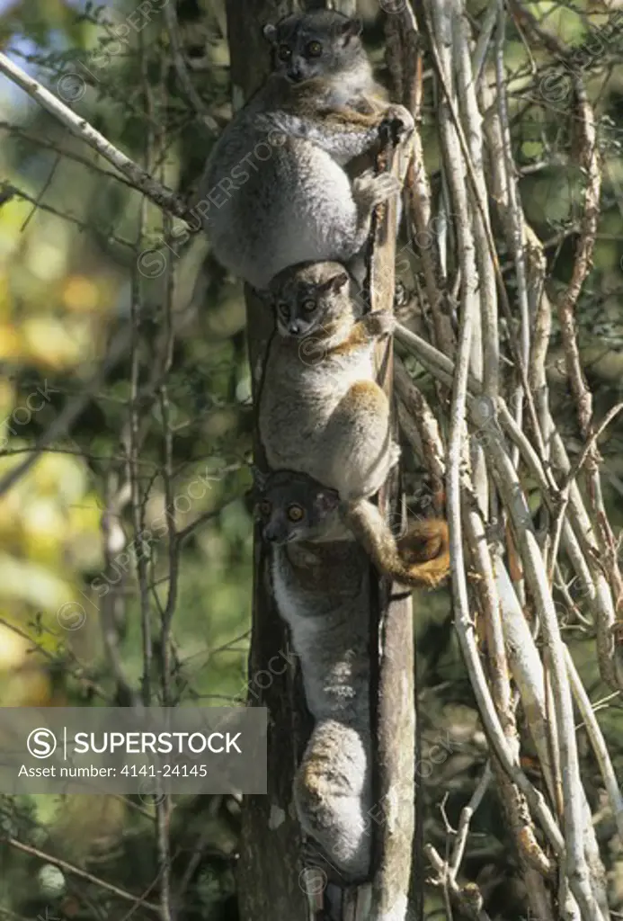 red-tailed sportive lemur family lepilemur ruficaudatus outside tree hole. kirindy forest western madagascar.