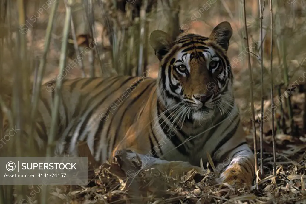 bengal tigress resting in shade panthera tigris tigris in bamboo grove in the wild bandhavgarh national park india