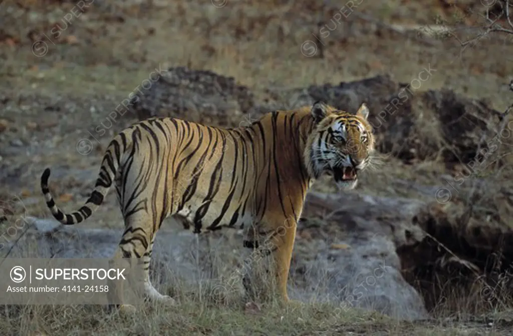 bengal tiger male snarling panthera tigris tigris bandhavgarh national park india
