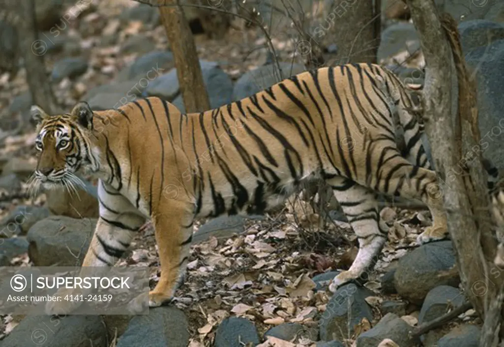 bengal tigress (wild) walking panthera tigris tigris through forest. bandhavgarh national park india.