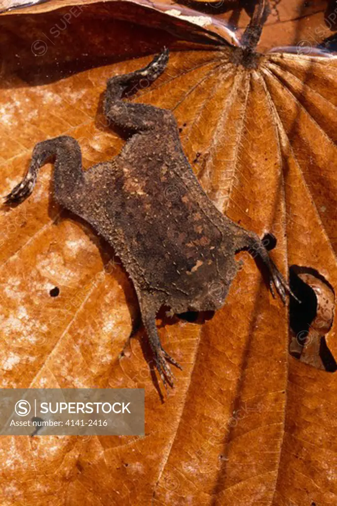 surinam toad pipa pipa mimics dead leaf for camouflague amazonas, se peru.