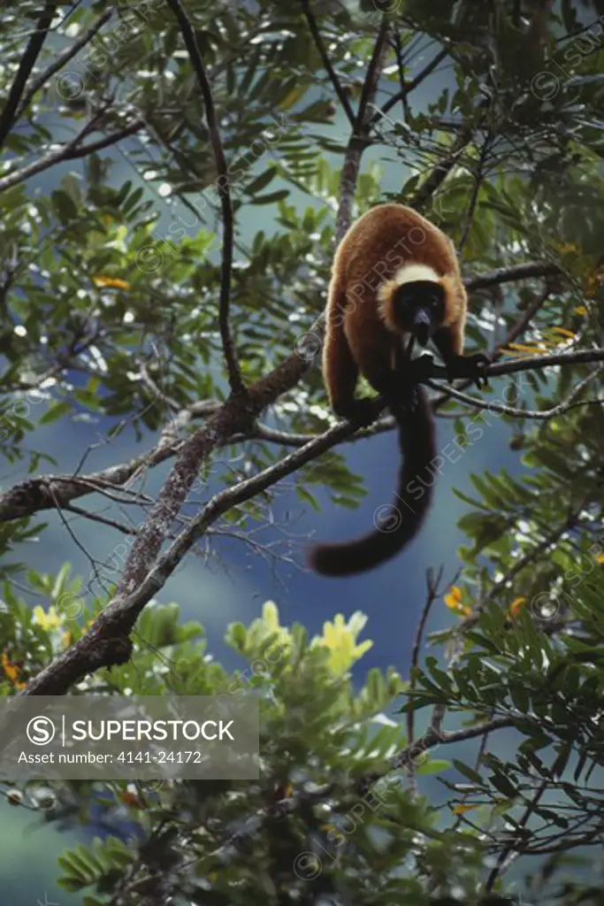 red ruffed lemur calling varecia variegata rubra masoala peninsula north madagascar
