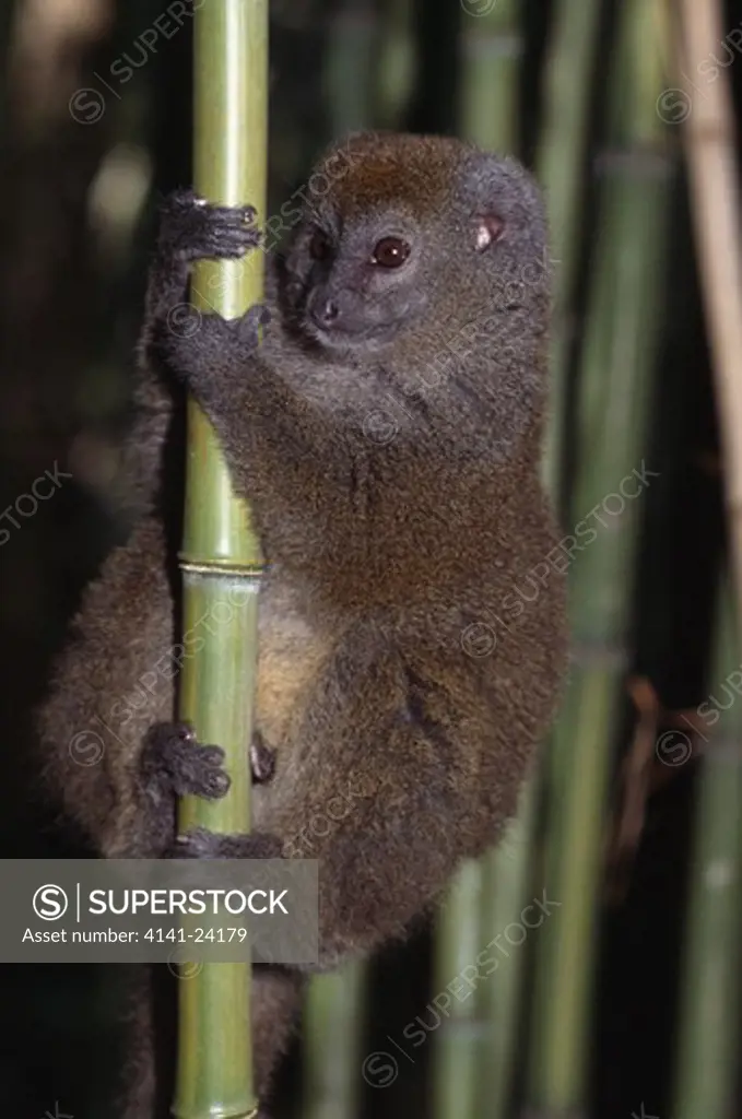 grey bamboo lemur on bamboo hapalemur griseus griseus eastern rainforests madagascar