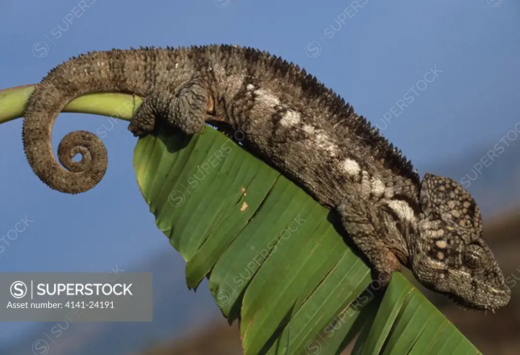 oustalet's chameleon on branch furcifer oustaleti nr isalo national park southwestern madagascar