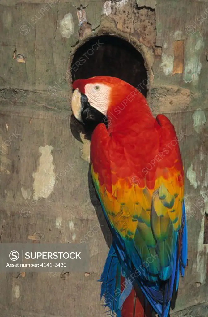 scarlet macaw ara macao at nest hole, tambopata reserve, peru