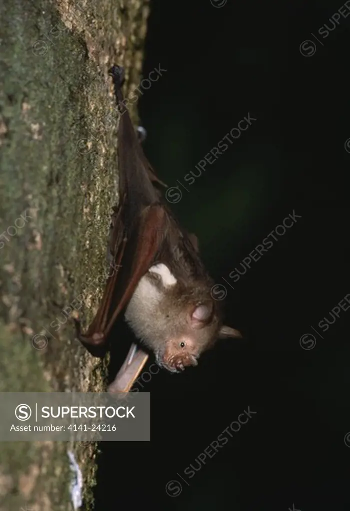 comerson's leaf-nosed bat hipposideros commersoni on tree trunk.nosy mangabe northeastern madagascar.