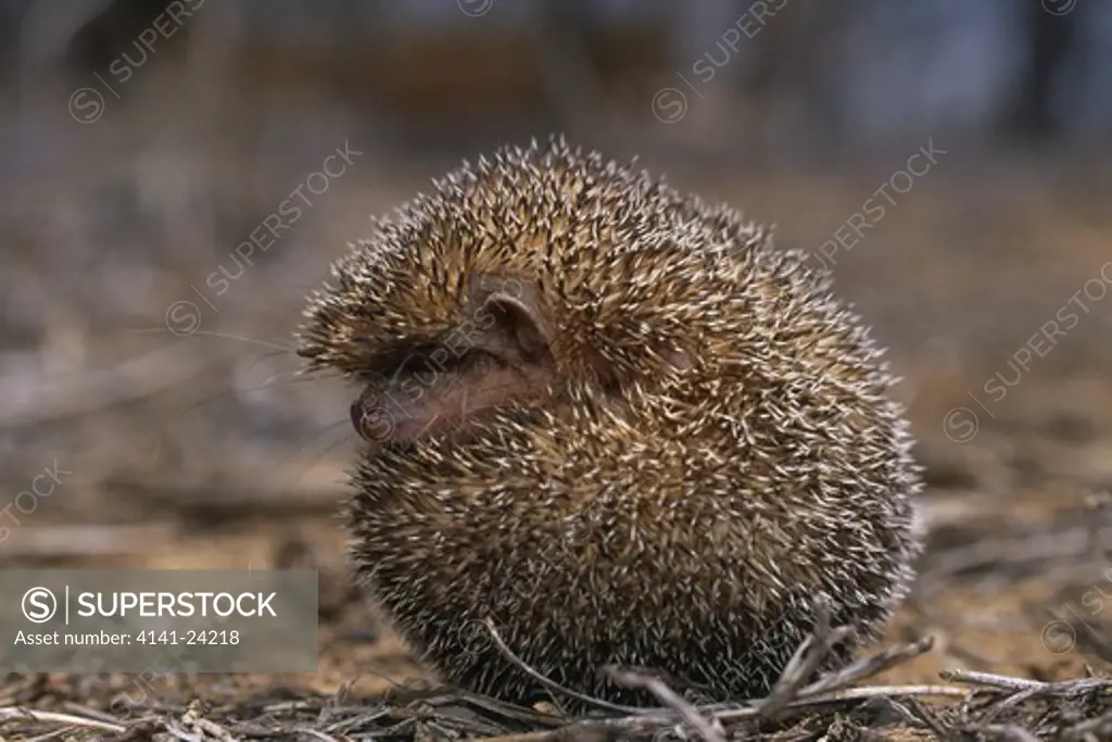 greater hedgehog tenrec setifer setosus curled into ball near daraina madagascar.