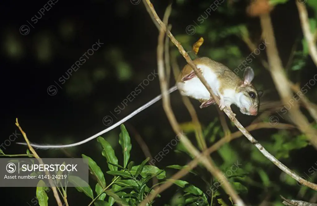 malagasy long-tailed big-footed mouse macrotarsomys ingens foraging in canopy. ampijoroa forest north-western madagascar. 