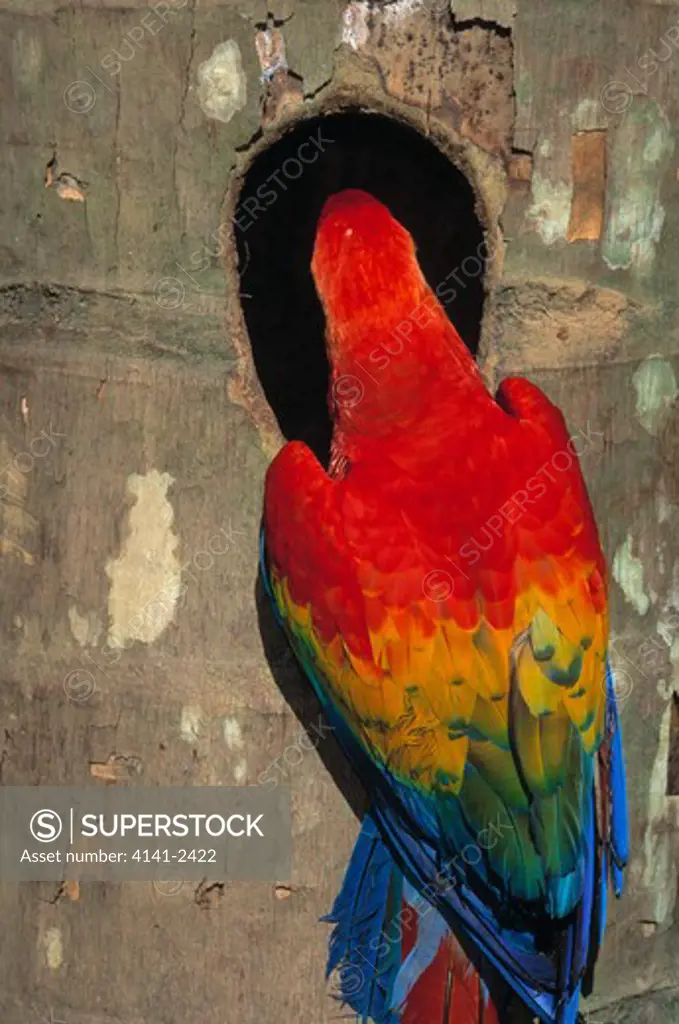 scarlet macaw ara macao at nest hole in palm, tambopata reserve, peru