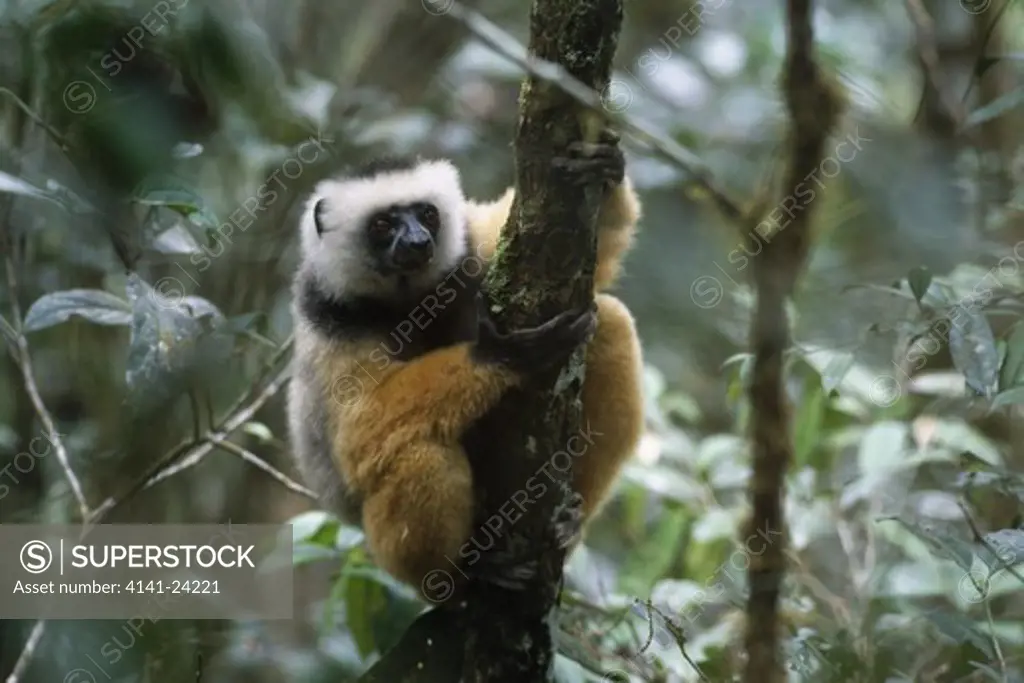 diademed sifaka lemur in tree propithecus diadema diadema mantadia national park madagascar. endemic. 