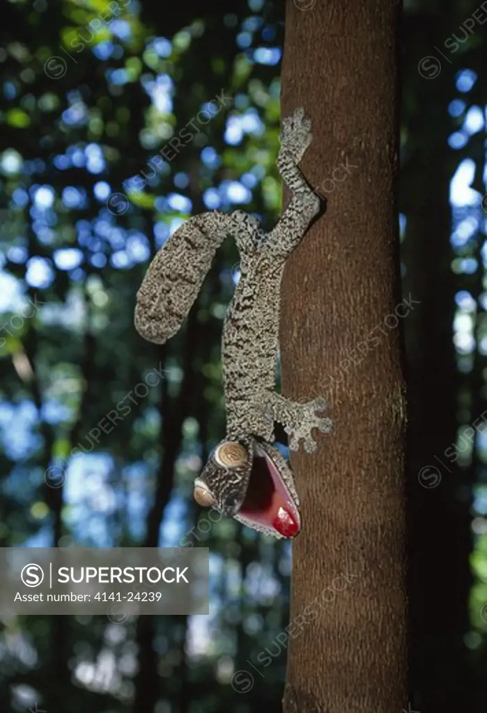 leaf-tailed gecko - threat display uroplatus fimbriatus nosy mangabe special reserve northeastern madagascar