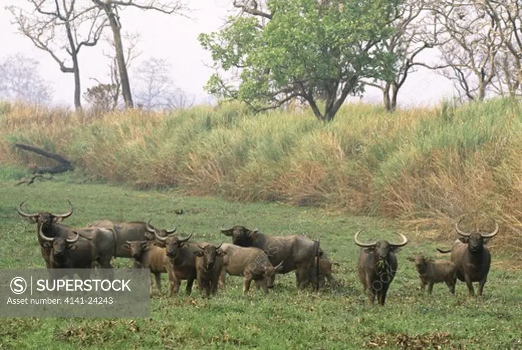 asian water buffalo herd (wild) bubalus bubalis grazing. kaziranga national park assam india. 