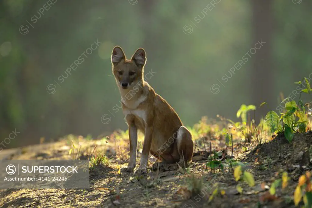 dhole or asian wild dog sitting cuon alpinus kanha national park india