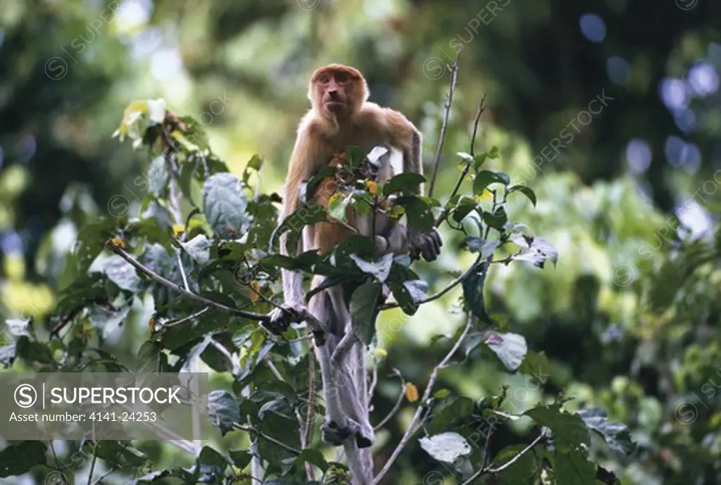 proboscis monkey female with baby nasalis larvatus menanggol river sukau sabah borneo malaysia.