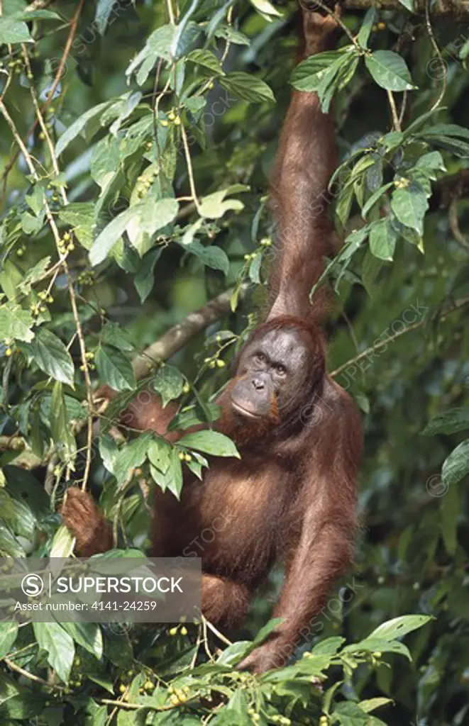 bornean orangutan pongo pygmaeus danum valley sabah borneo malaysia.