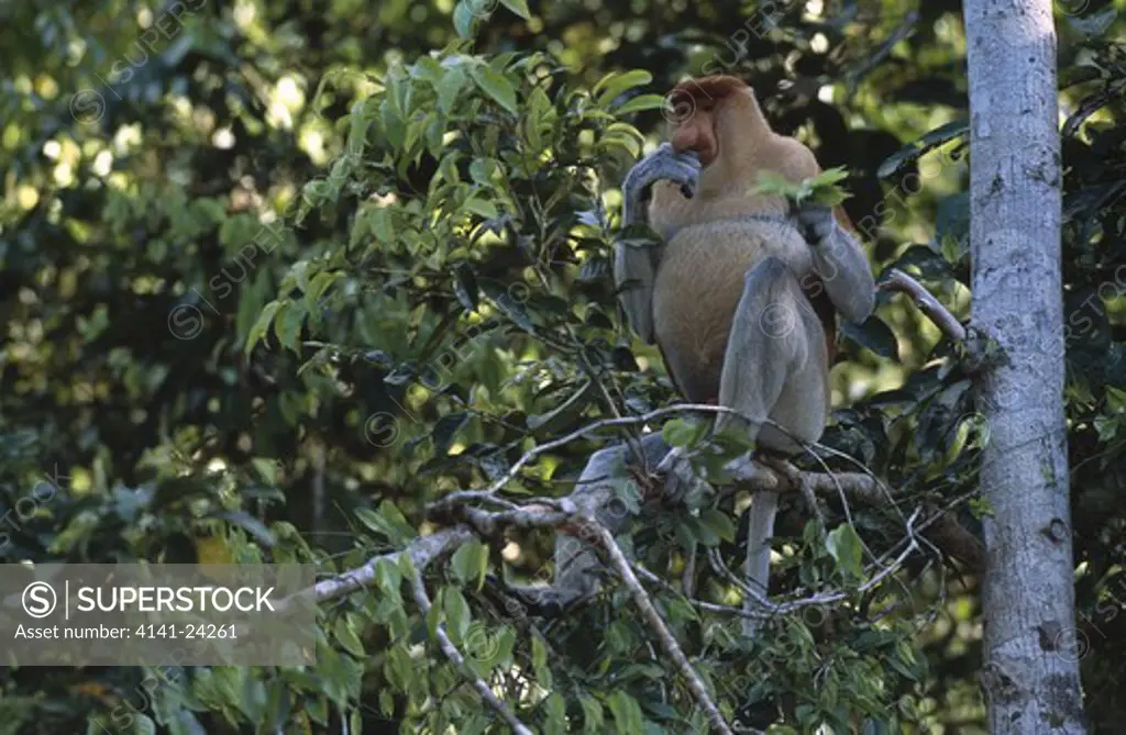 proboscis monkey male feeding nasalis larvatus in riverine forest. menanggol river sukau sabah borneo malaysia. 