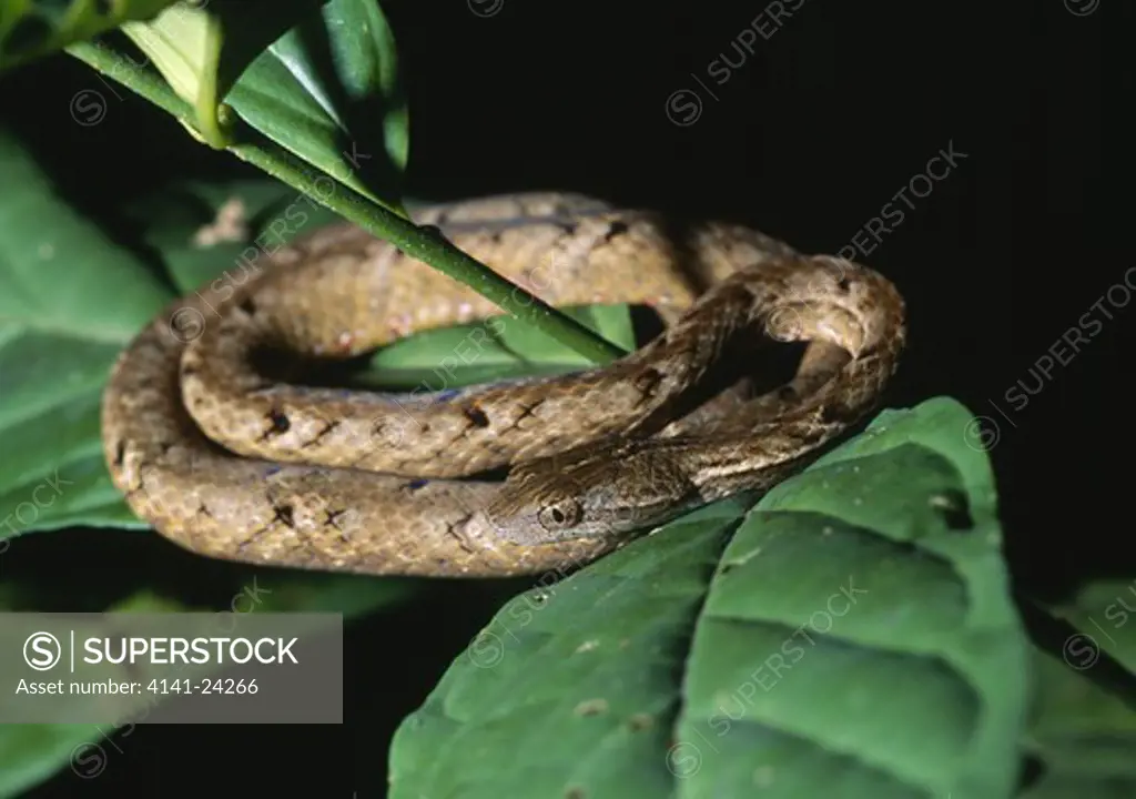 three-lined tree snake or striped bridal snake in tree dryocalamus tristrigatus sukau sabah borneo malaysia.