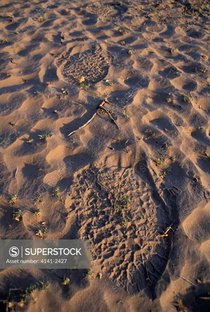african elephant footprints in sand okavango delta, botswana, southern africa. 