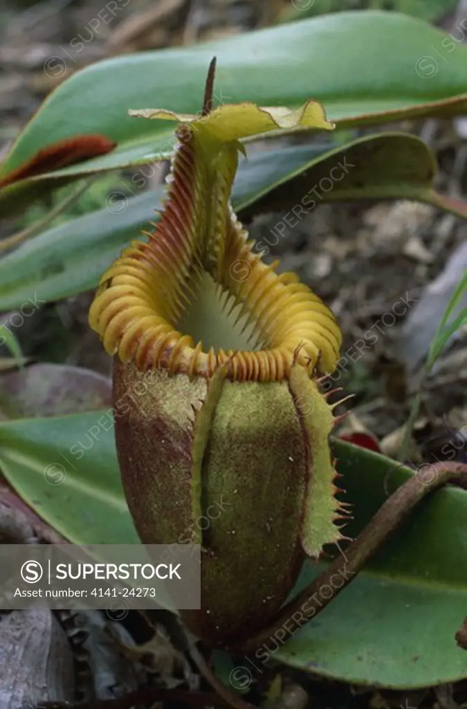 pitcher plant nepenthes villosa sabah borneo malaysia