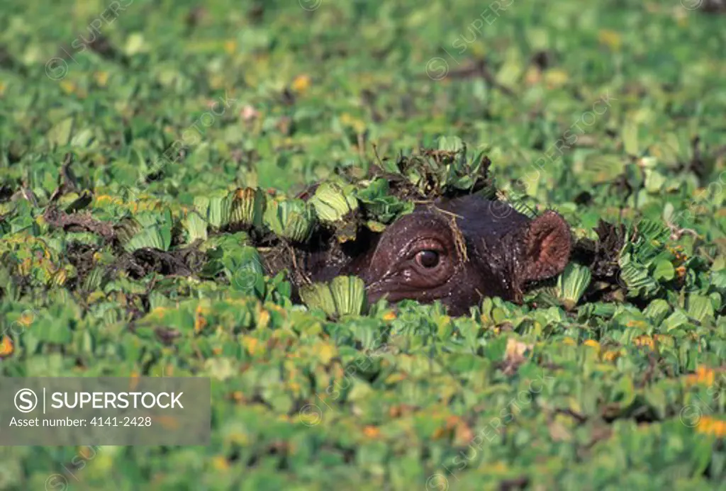 hippopotamus hippopotamus amphibius masai mara national reserve, kenya, africa