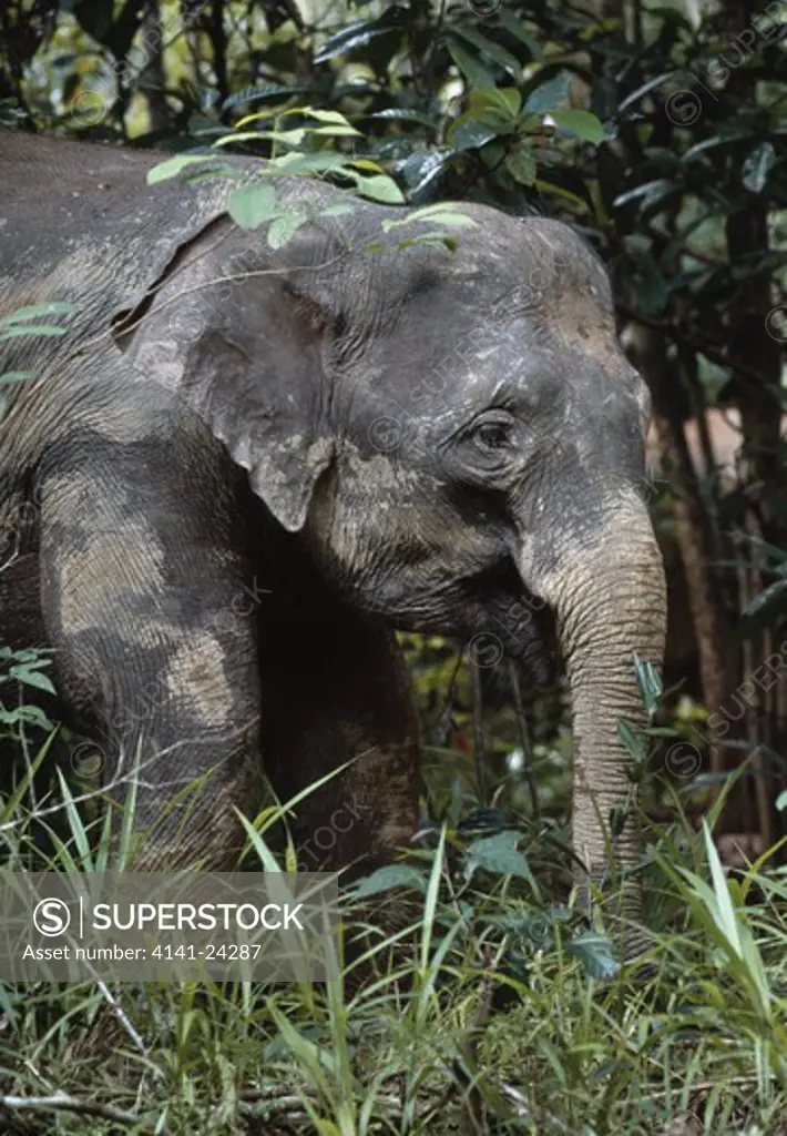 sumatran elephant in forest elephas maximus sumatrensis kinabatangan forest sabah borneo malaysia (bornean forest elephant)