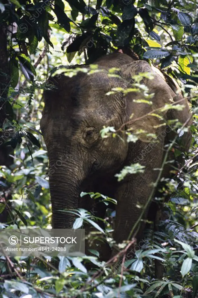sumatran elephant in forest elephas maximus sumatrensis kinabatangan forest sabah borneo malaysia. (bornean forest elephant)