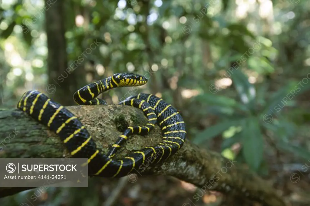 mangrove or yellow-ringed cat snake basking boiga dendrophila kinabatangan river sabah borneo malaysia.