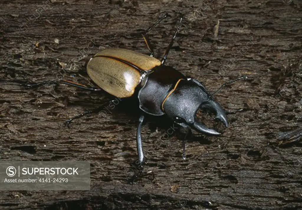 stag beetle male (sp. unknown) danum valley sabah borneo malaysia