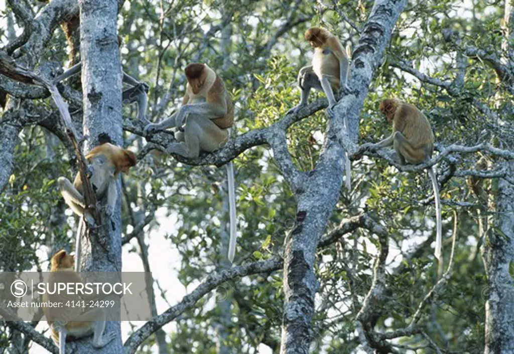 proboscis monkey troupe nasalis larvatus watching snake on the ground. kinabatangan river sabah borneo.