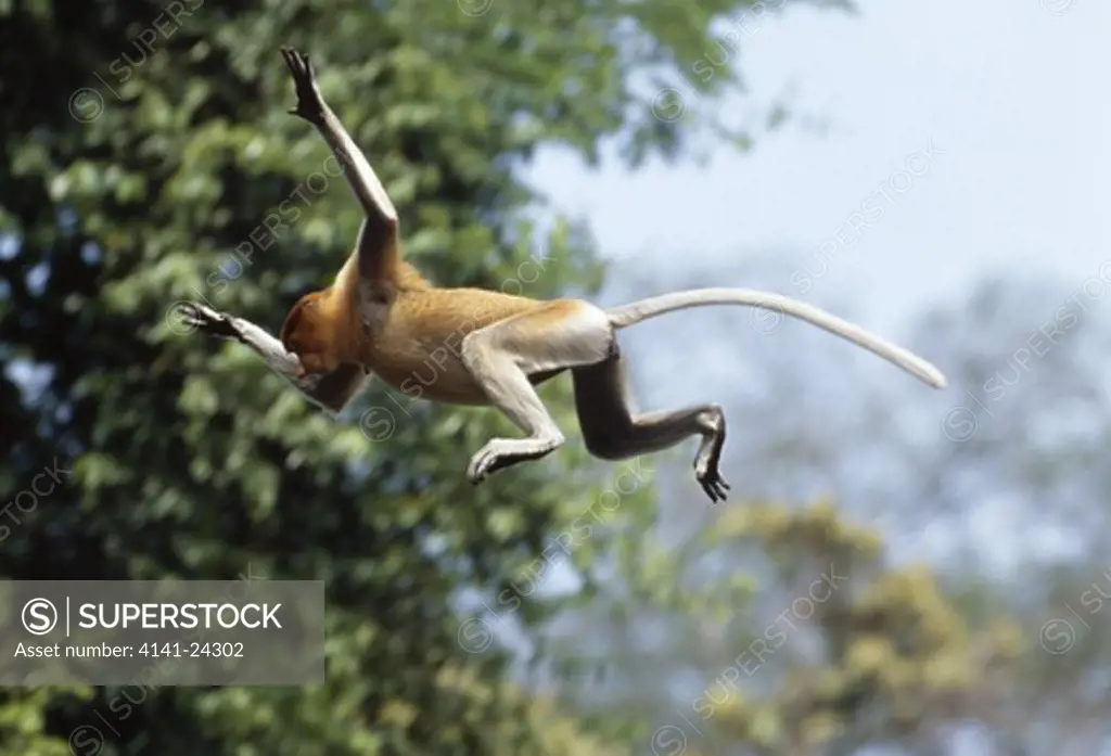 proboscis monkey leaping nasalis larvatus across a river kinabatangan river sabah borneo malaysia