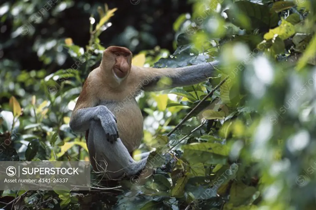 proboscis monkey adult male nasalis larvatus kinabatangan river sabah borneo malaysia