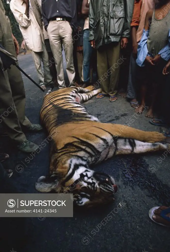 bengal tiger female killed on road panthera tigris tigris kaziranga national park assam india