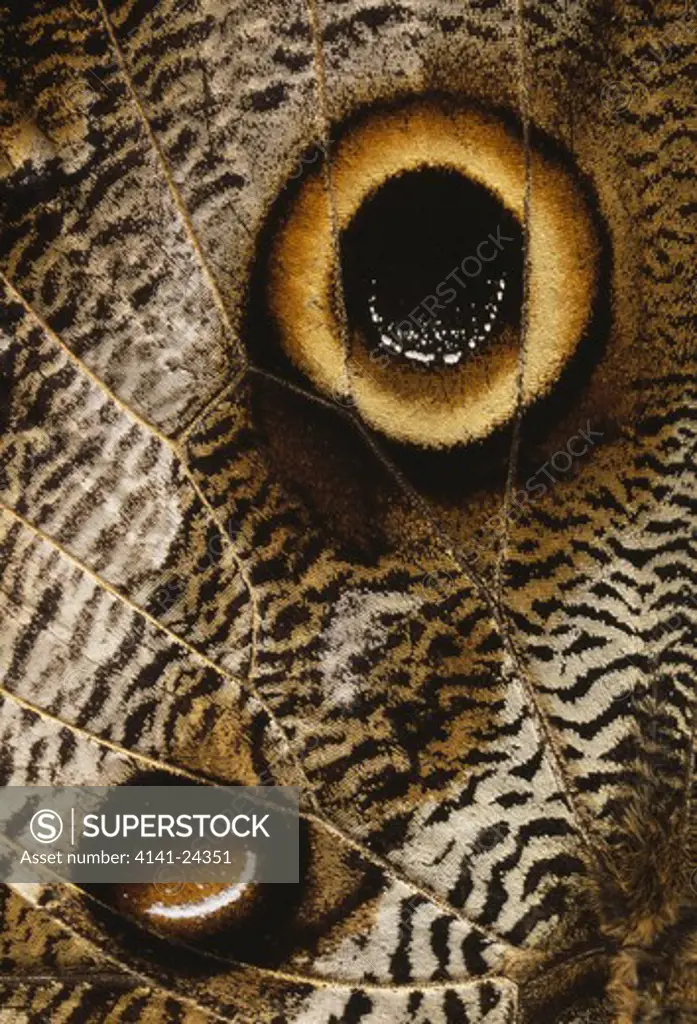 owl-eye butterfly close-up of wing caligo eurilochus cloudforest near mindo ecuador