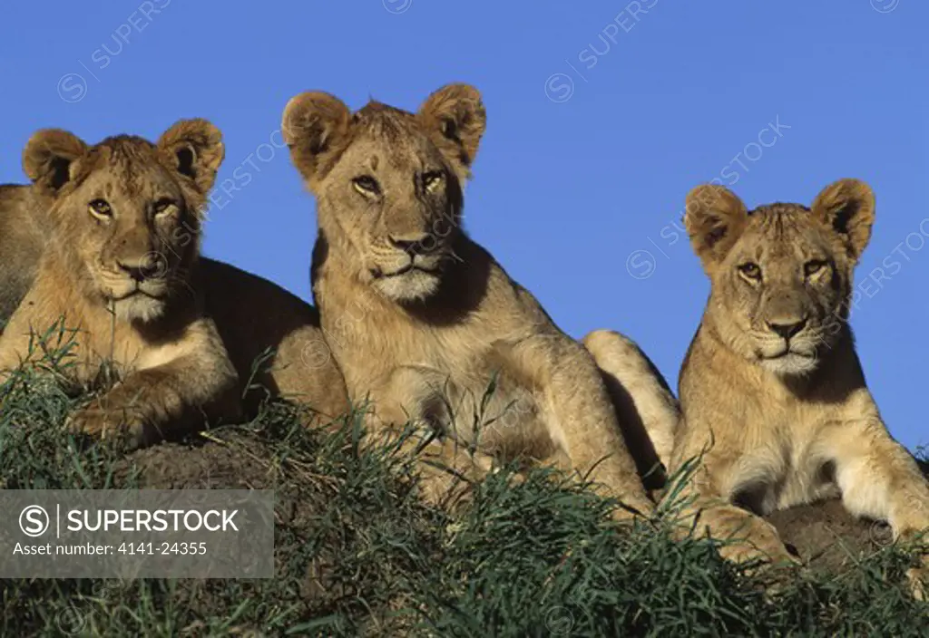 african lion three young panthera leo serengeti national park tanzania