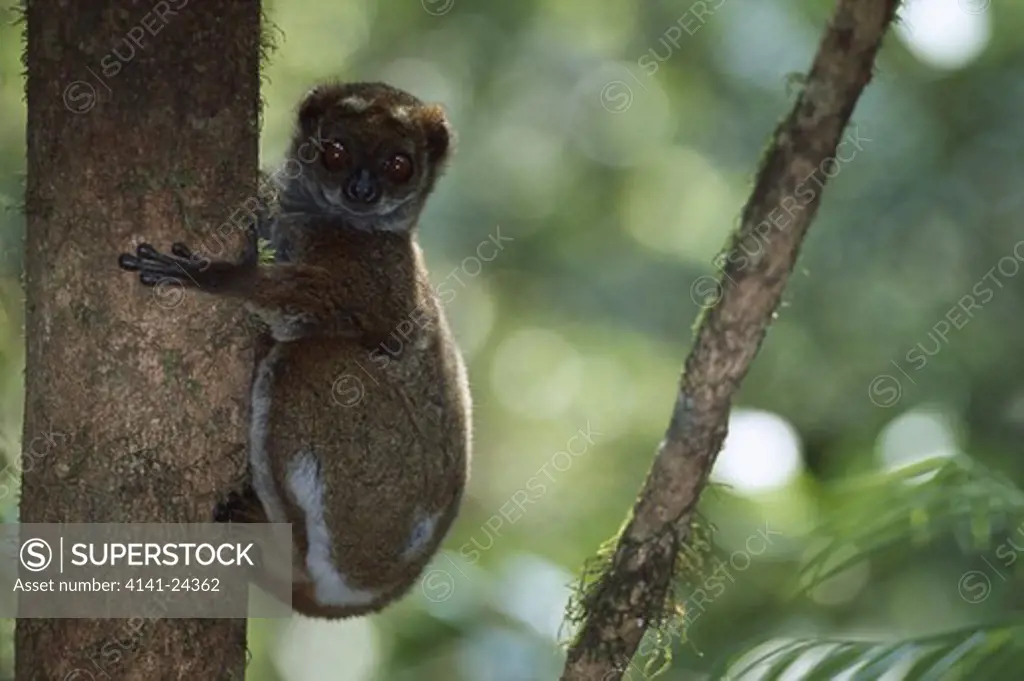 eastern avahi or eastern woolly lemur on tree avahi laniger ranomafana national park madagascar