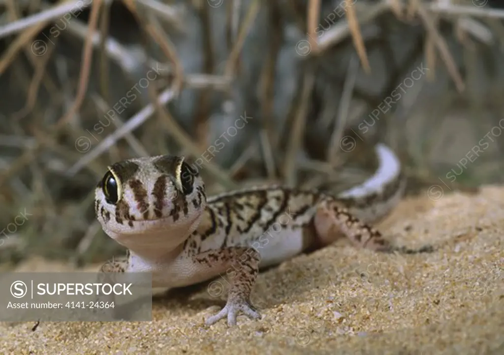madagascar ground gecko in spiny desert paroedura pictus ifaty madagascar