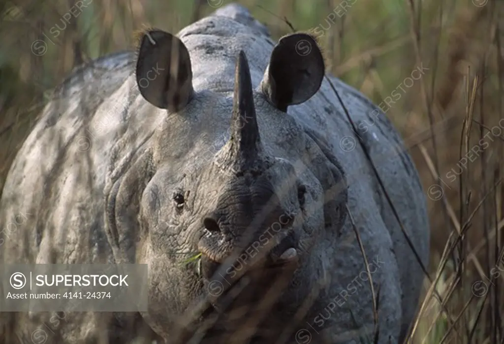asian one-horned rhino male rhinoceros unicornis through grass kaziranga national park assam india