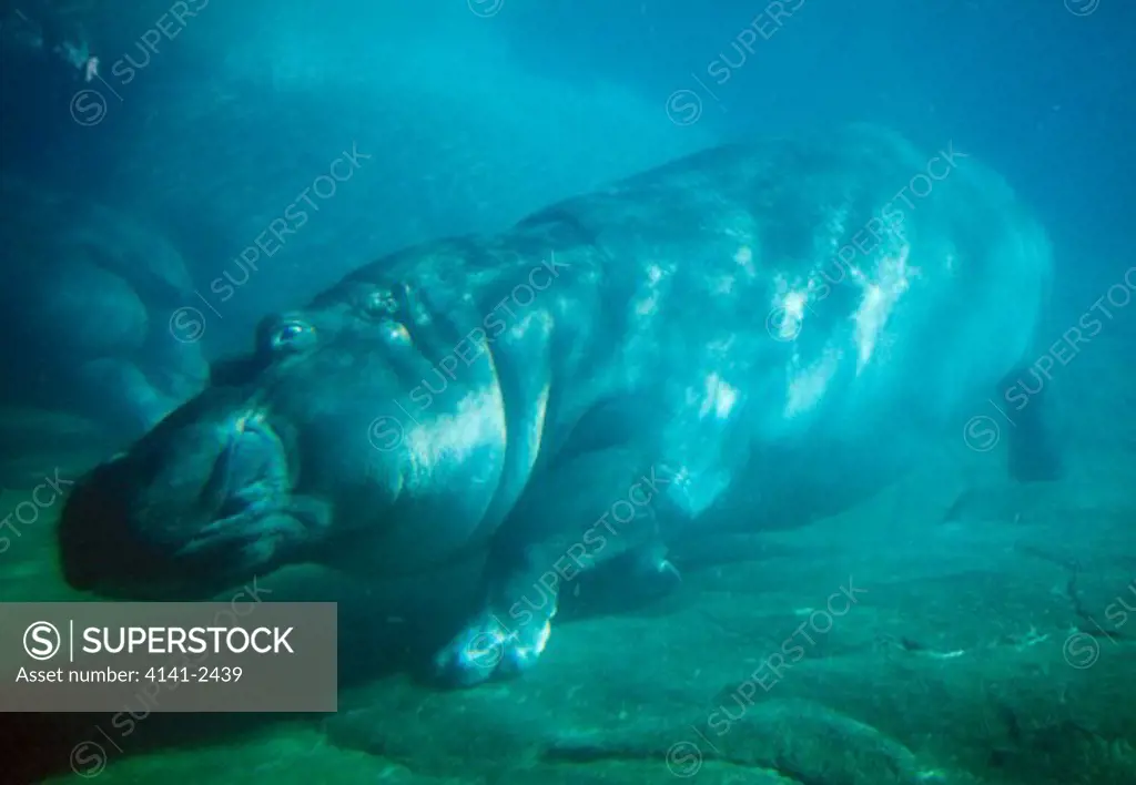 hippopotamus underwater hippopotamus amphibius san diego zoo, california, usa 