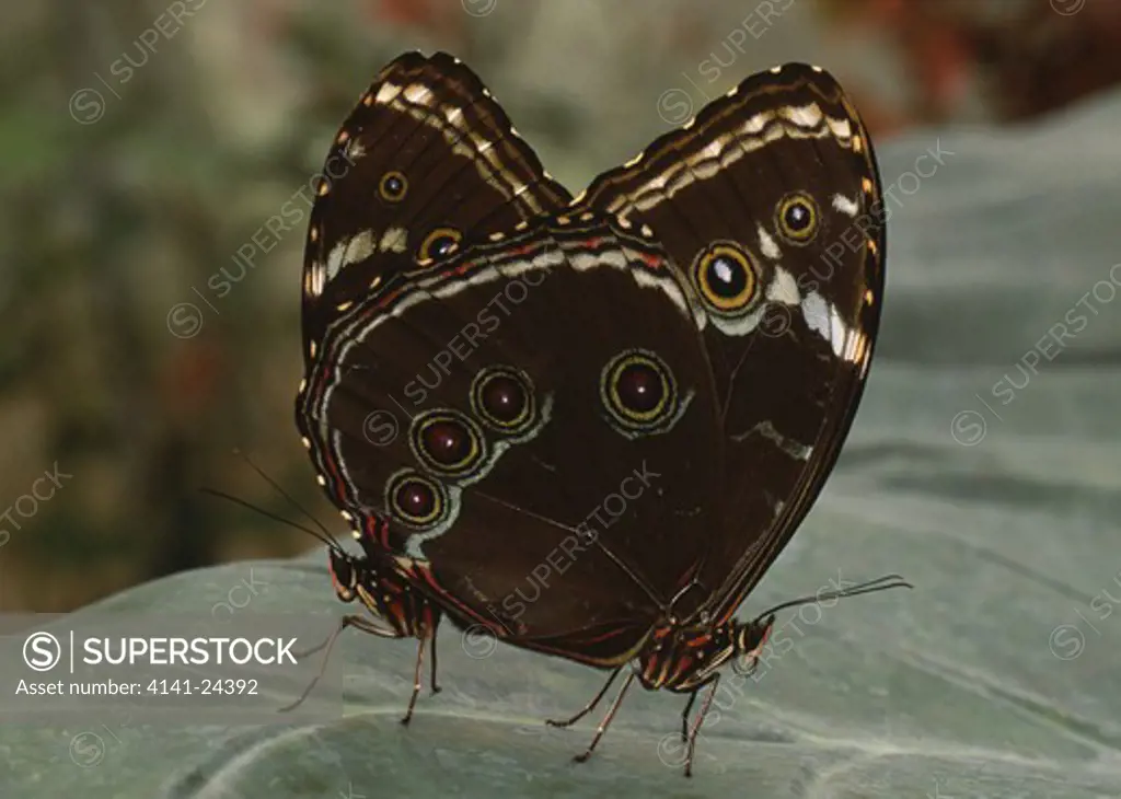 morpho butterflies mating morpho achilles rainforest near napo river amazon basin ecuador
