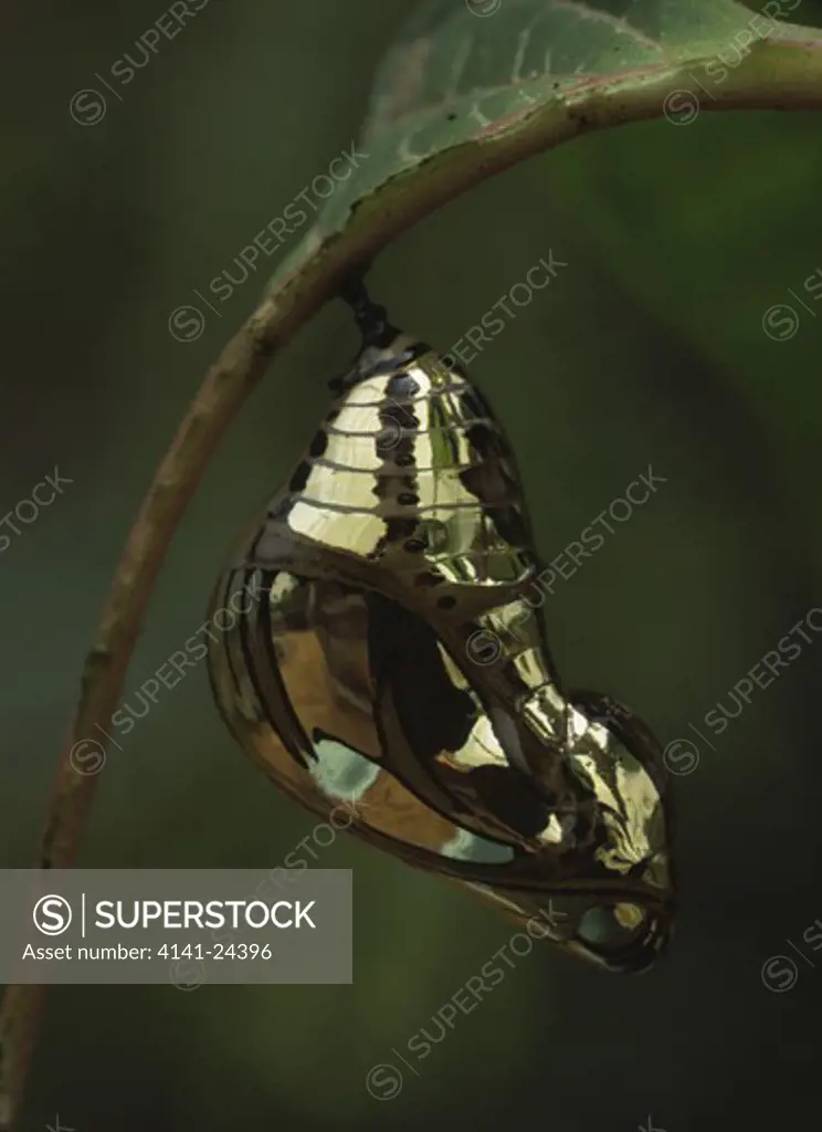 metallic golden chrysalis tithoria harmonia rainforest amazon basin ecuador.