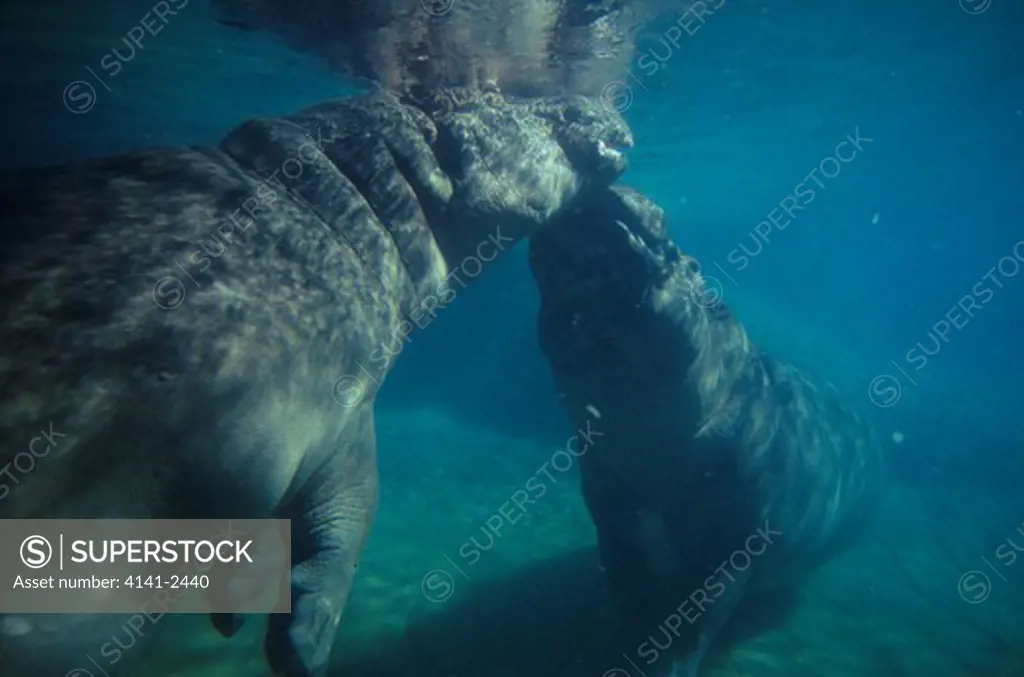 hippopotamuses underwater hippopotamus amphibius san diego zoo, california, usa 