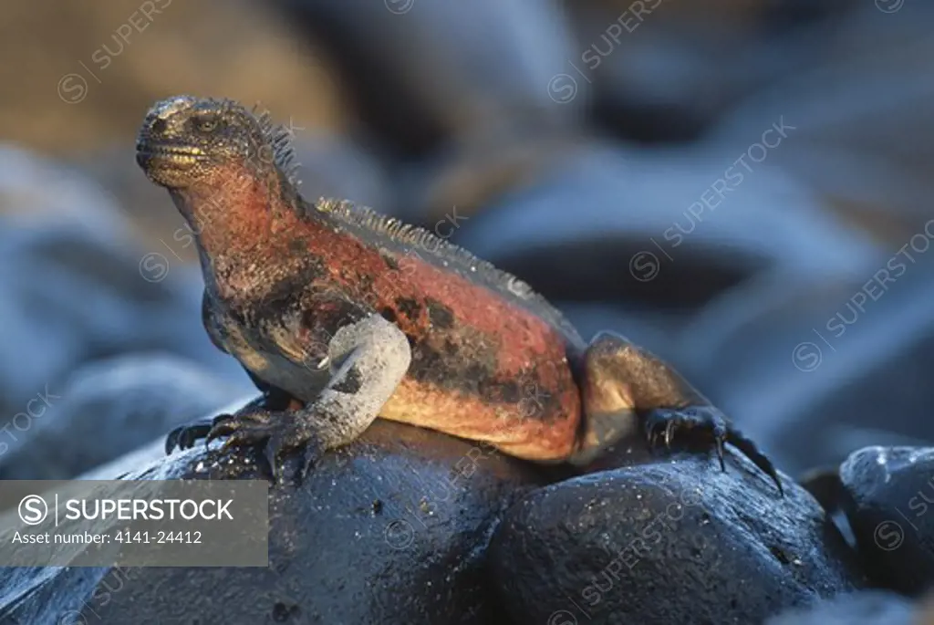 marine iguana sun basking on rocks amblyrhynchus cristatus espanola island galapagos