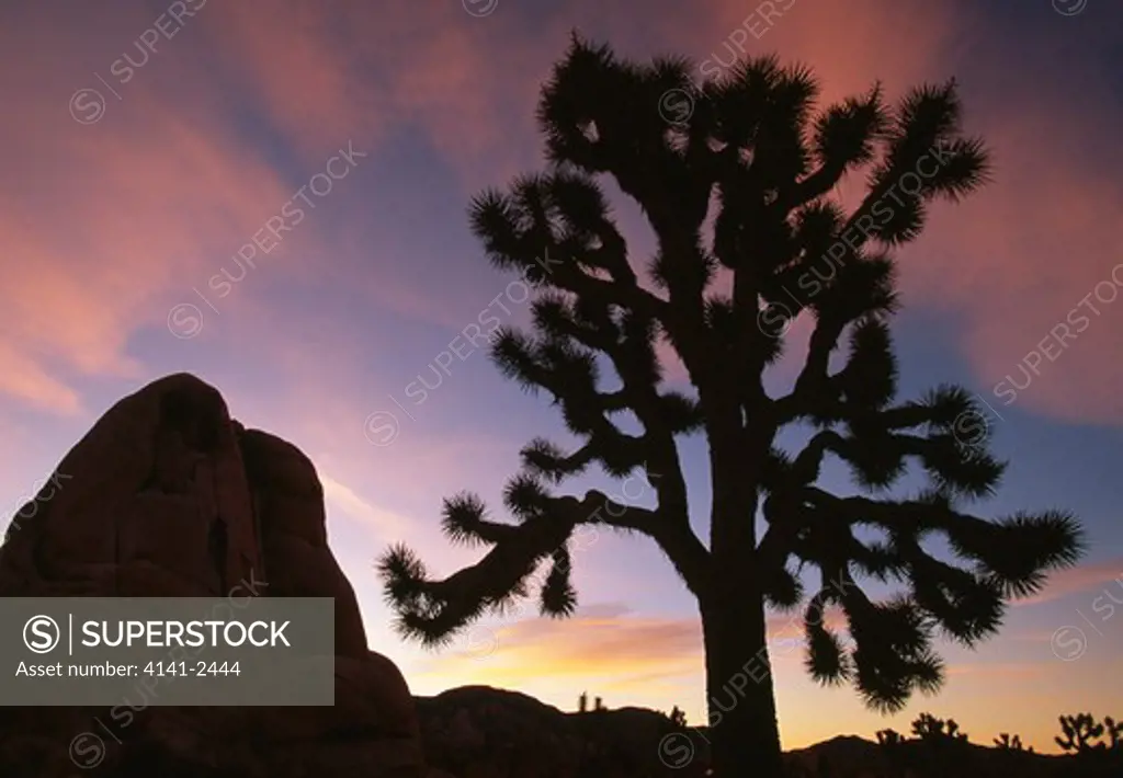 joshua tree silhouetted at sunset yucca brevifolia joshua tree national park, california, western usa 