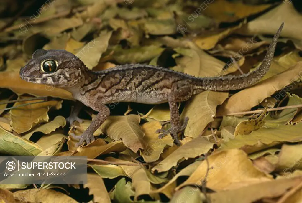 madagascar ground gecko in leaflitter paroedura pictus ifaty spiny forest south west madagascar.