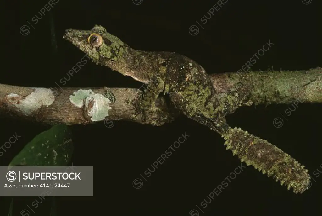mossy leaf-tailed gecko uroplatus sikorae active at night. mantadia national park eastern madagascar.