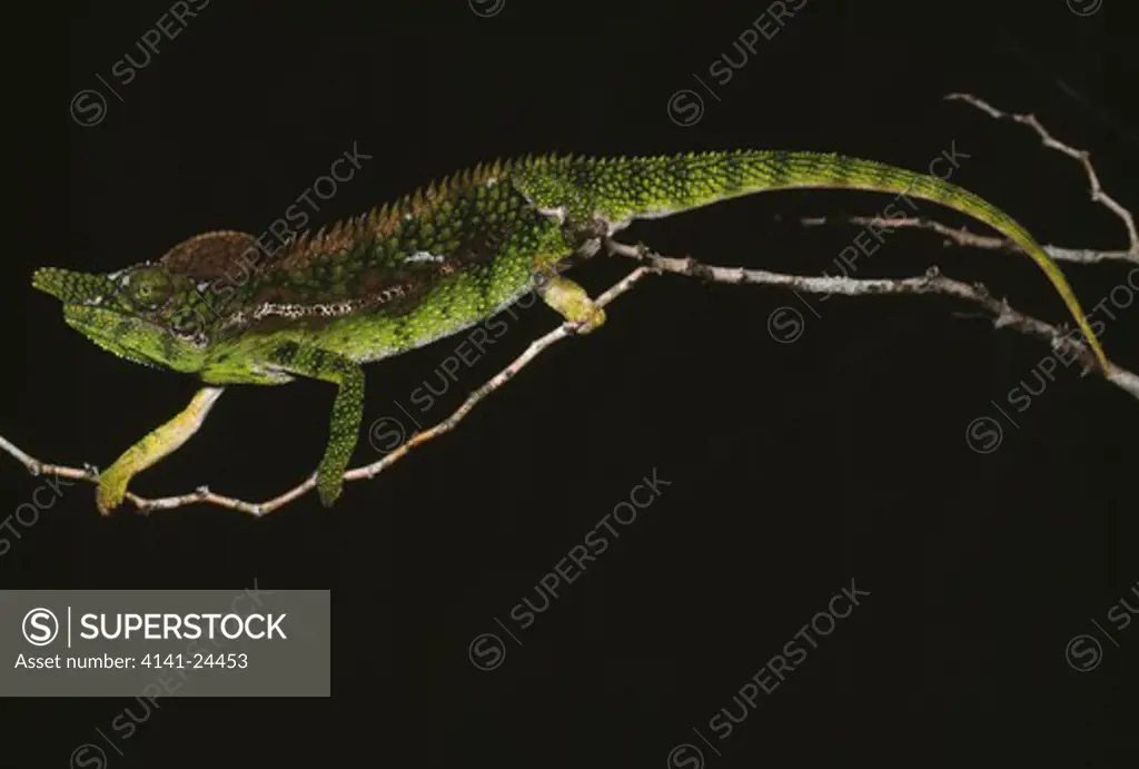 chameleon male in threat display furcifer antimena ifaty spiny forest south west madagascar.